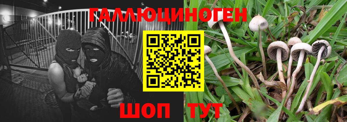 Псилоцибиновые грибы мицелий Пермь